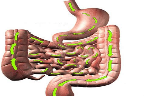 verechan|Virechana Treatment: Procedure, Types, Benefits,。